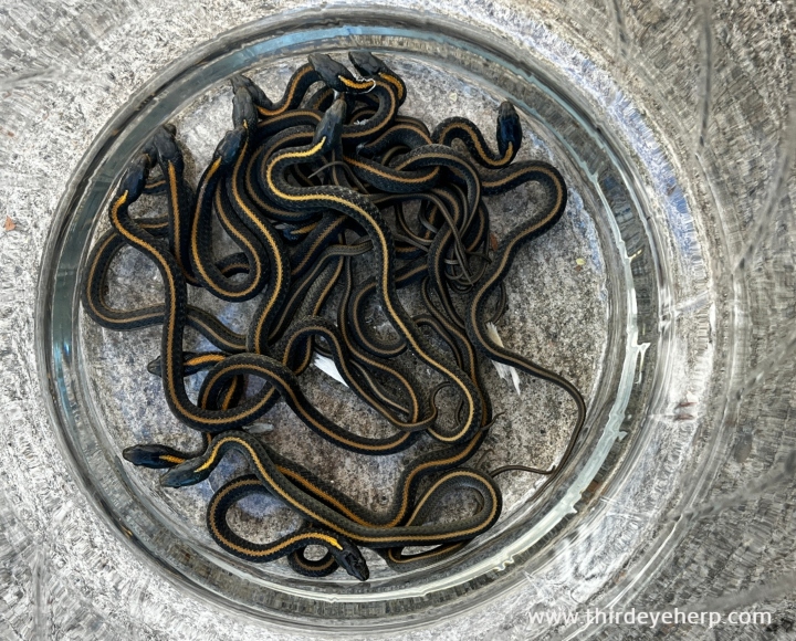 Santa Cruz Garter Snakes